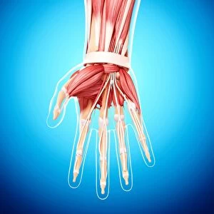 Human hand musculature, artwork F007 / 5943