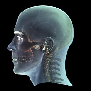 Human head, 3D CT scan C016 / 6393