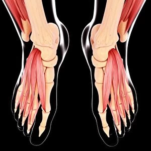 Human leg musculature, artwork F007 / 1702