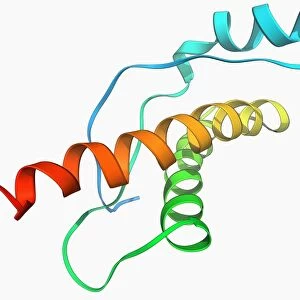 Human prion protein, molecular model F006 / 9477