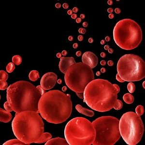 Human Red Blood Cells, SEM