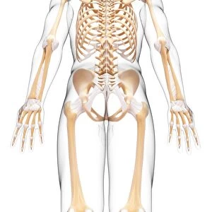 Human skeleton, artwork F007 / 3760