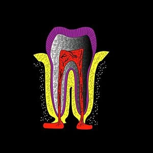 Human tooth anatomy, artwork