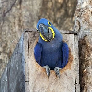 Hyacinth macaw in a nesting box C013 / 9832