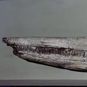 Ichthyosaurus fossil C013 / 7904