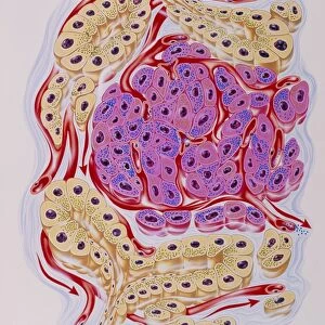 Illustration of human pancreatic secretory cells