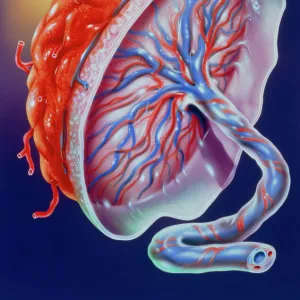 Illustration of the human placenta