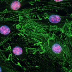 Immunofluorescent LM of fibroblast cell nuclei