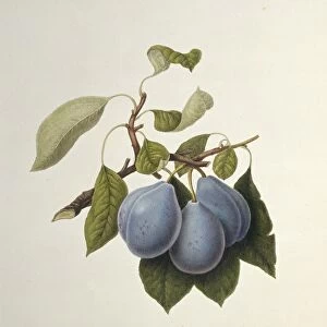 Imperatrice Plum (1818) C016 / 5450