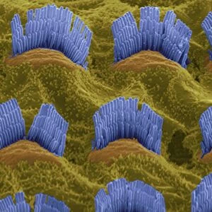 Inner ear hair cells, SEM C014 / 4844