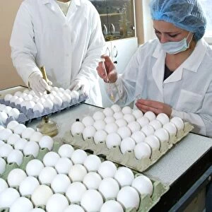 Inoculating chicken eggs