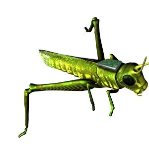 Insect spy, conceptual artwork