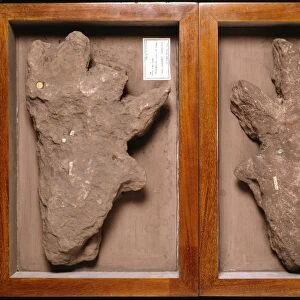 Isochirotherium reptile, footprint fossil C016 / 5111