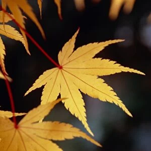 Japanese maple (Acer Sango Kaku )