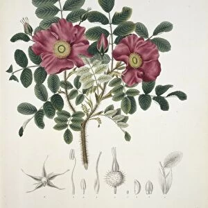 Japanese rose (Rosa rugosa), artwork C013 / 6604