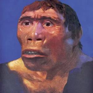 Print of Java Man Reconstruction Print of Java Man Reconstruction