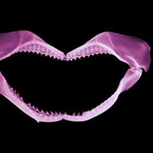 Jaws of a shark