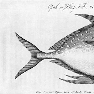 King fish, historical artwork