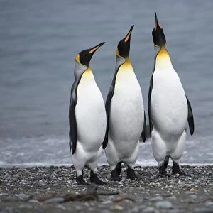 King penguins on a beach C016 / 8091