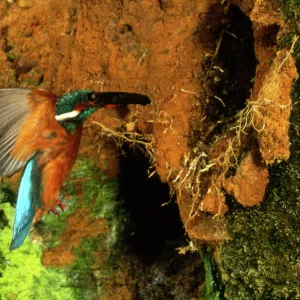 Kingfisher in flight