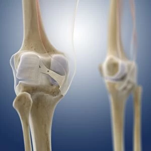 Knee ligaments, artwork C013 / 4662