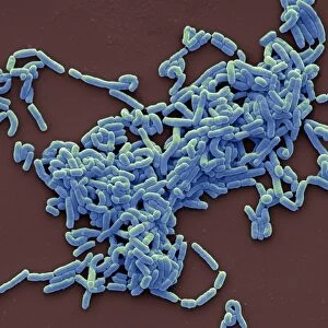 Lactobacillus casei bacteria, SEM