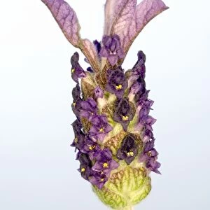 Lavender (Lavandula stoechas)