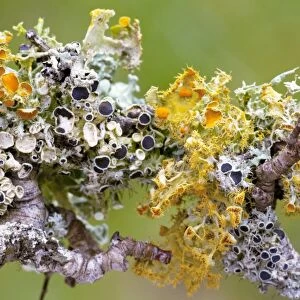 Lichens on Blackthorn