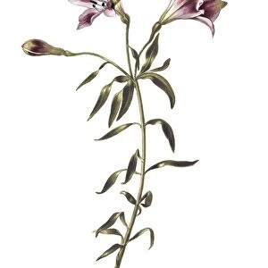 Lily (Lilium sp. ) flowers, artwork C013 / 6246