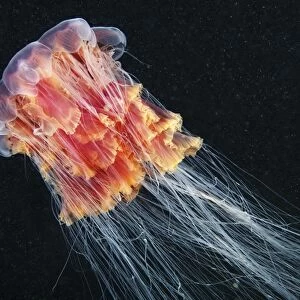 Lions mane jellyfish