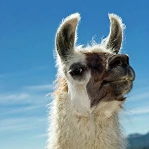 Camelids Collection: Related Images