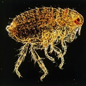LM of a dog flea, Ctenocephalides canis