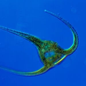 LM of the marine dinoflagellate, Ceratium sp