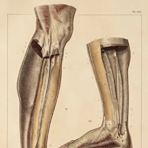 Lower leg and foot fascia, 1831 artwork