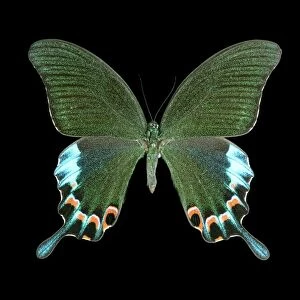 Luzon peacock swallowtail