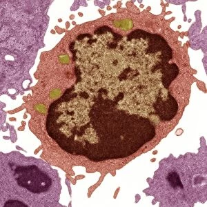 Lymphocyte white blood cell, TEM