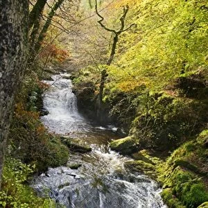 Lynmouth river woodland C017 / 8241