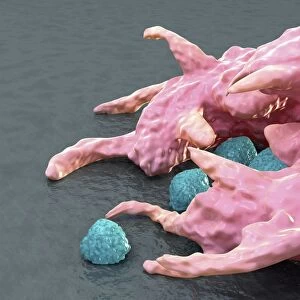 Macrophage engulfing bacteria, artwork