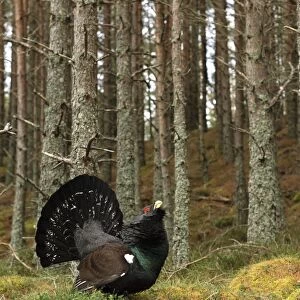 Male capercaillie displaying