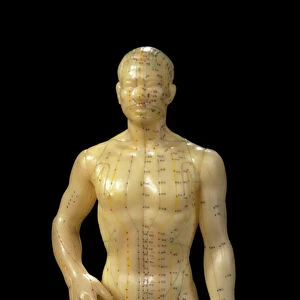 Male dummy showing acupuncture meridians & points