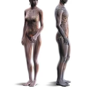 Male and female body structure, artwork