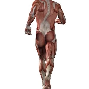 Male muscle structure, artwork