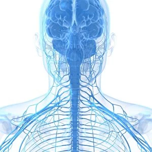 Male nervous system, artwork