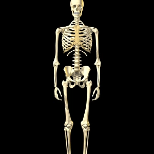 Male skeleton