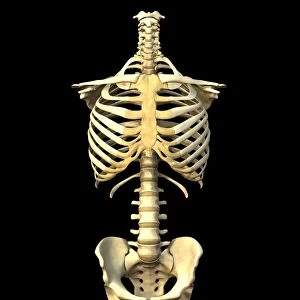 Male torso skeleton