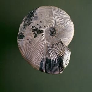 Maorites ammonite fossil C013 / 6619