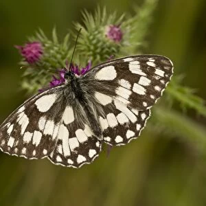Marbled White butterfly C016 / 3547
