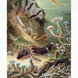 Worms Canvas Print Collection: Bristle Worm