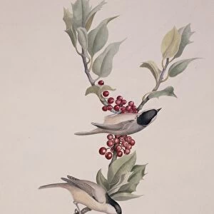 Marsh tits, 19th century artwork C013 / 6390