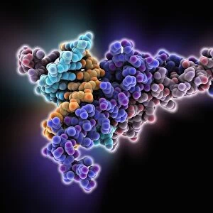 Max transcription factor-DNA complex